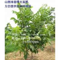 供應(yīng)優(yōu)質(zhì)“香玲”核桃苗，山西核桃苗，核桃苗