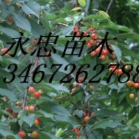 山西花椒苗.優質品種花椒苗,大紅袍花椒苗 花椒苗哪里好