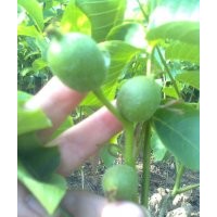 供應品種核桃苗/專業訂購核桃苗