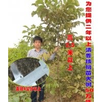 供應二年以上的清香核桃苗，核桃樹50萬株