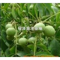 供應香玲核桃苗