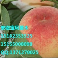 安徽果樹苗木基地價格桃樹苗