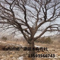 杏樹出售、10公分杏樹大量低價優惠供應