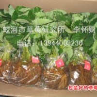 供應草莓苗、草莓原種苗、紅顏、章姬、童子一號等品種