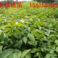 薄皮核桃苗，薄皮核桃苗價(jià)格