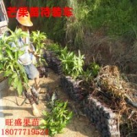 大量批發蓮霧苗 無核荔枝 桂味荔枝 四季芒 青皮芒 金煌芒 木菠蘿