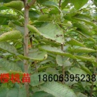 大櫻桃樹苗50萬株，櫻花樹苗100萬株,櫻桃實生苗100萬株