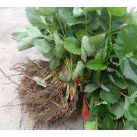 草莓苗哪里有？草莓苗什么價格，供應草莓苗