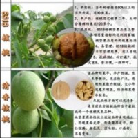 高產核桃苗供應/高產核桃苗批發/高產核桃苗廠家