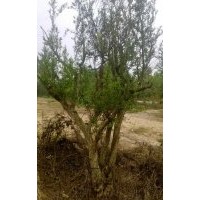 小樓花木供銷銀杏樹,百年棗樹,柿子樹,石榴樹,山楂樹,櫻桃樹,櫻花