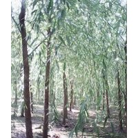 大量出售各種規格，垂柳