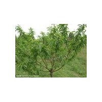 優質山桃樹/山桃苗/山桃苗圖片/山西運城