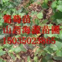 巨峰葡萄苗價格黑提葡萄苗價格品種葡萄苗價格