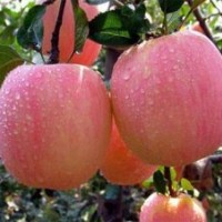供應(yīng)蘋果苗，紅富士蘋果苗，蘋果苗，長短枝蘋果苗，紅富士蘋果苗