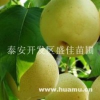 梨樹苗圃，哪里有梨樹苗？
