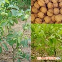 核桃苗/核桃苗價格/優質核桃苗/山西核桃