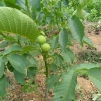 優質核桃苗|核桃苗價格|核桃小苗價格|核桃苗種植基地