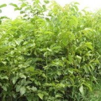 供品種核桃苗 2年生香玲核桃苗，遼核核桃苗（急出圃）