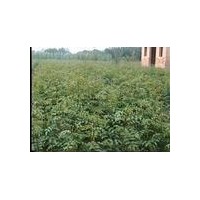 花椒苗價格-山西花椒苗批基地發價格