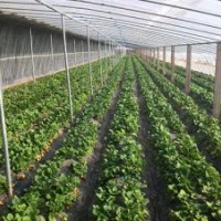 草莓苗供應批發、草莓苗價格資料