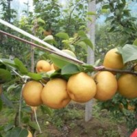 晚秋黃梨苗產(chǎn)地，晚秋黃梨苗供應(yīng)，晚秋黃梨苗基地