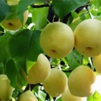 山東梨苗，梨樹苗多少錢一棵，梨苗價格