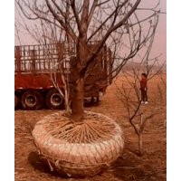 供應核桃樹苗蘋果樹梨樹