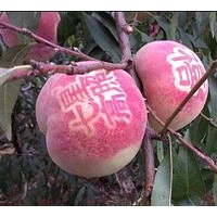 青州映霜紅桃：【薦】早熟桃苗價位