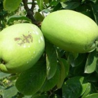 廠家直銷-山東臨沂興峰苗木，最新苗木供應(yīng)信息。