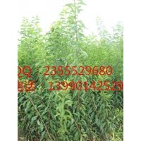 嫁接李子苗，晚熟李子苗，高產量李子苗