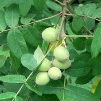 供應山西優質成品核桃苗