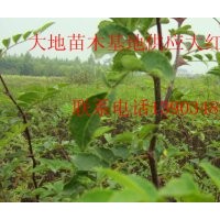 供應大紅袍花椒苗 一年大紅袍花椒苗 二年大紅袍花椒苗