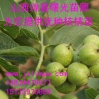 山西核桃苗，遼核核桃苗，清香核桃苗，8518核桃苗，薄皮核桃苗