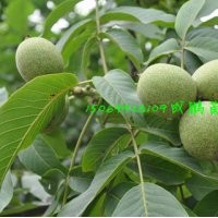 核桃苗和蘋(píng)果苗是果樹(shù)中的極品