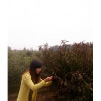 桃樹苗價格 山東占地毛桃苗 桃苗成品苗苗木