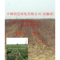 供應(yīng)山楂苗，花椒苗，桃樹苗，李子苗，杏樹苗(圖)