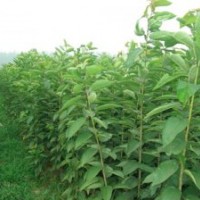 供應(yīng)特種價(jià)格山楂苗，葡萄苗，棗苗，梨苗，杏苗，櫻桃苗