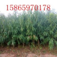 大量供應(yīng)優(yōu)質(zhì)蘋果苗、桃苗、梨苗、柿子苗等果樹苗木