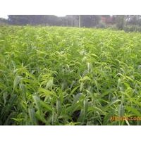 出售！出售！現有5萬棵0.5--2公分粗，1.6--2米高的當年實生桃樹