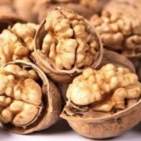 核桃苗-溫185由一品公司提供，溫185屬優質核桃苗