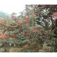 優質韓城大紅袍花椒苗