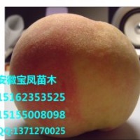 拆遷占地桃樹果樹苗價格
