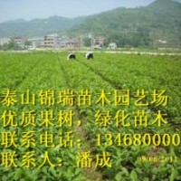板栗苗|山東優質果樹苗木|，誠信為本