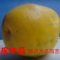 光皮木瓜。皺皮木瓜，觀賞木瓜，木瓜海棠，木瓜種子