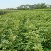 供應花椒苗 占地花椒苗 山西花椒苗基地