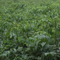 80公分核桃苗大量批發