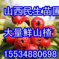 山西民生苗圃【蘋果樹(shù)山楂樹(shù)核桃樹(shù)梨樹(shù)杏樹(shù)】