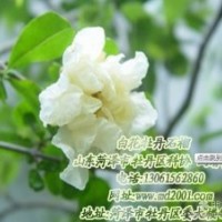山東菏澤市牡丹區科協 大型牡丹石榴基地獨家供應