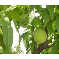 核桃苗、山桃苗、葡萄苗、櫻桃苗、棗樹(shù)苗