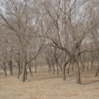山楂樹，蘋果樹
